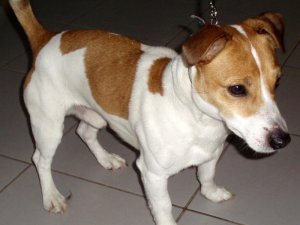 Lūdz atsaukties suņa saimniekus