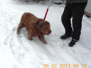 Lūdz atsaukties divu suņu saimniekus