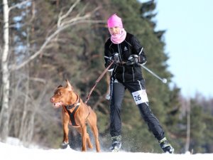 Siguldietei ar suni panākumi kamanu suņu sporta sacensībās
