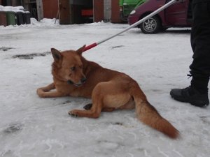 Lūdz atsaukties divu suņu saimniekus