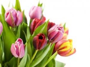 8.marta veltījumi Siguldas sievietēm – koncerts, izrāde un kino seanss