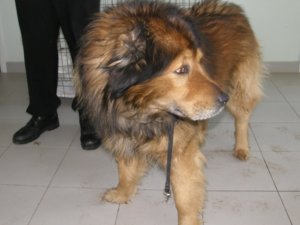 Lūdz atsaukties suņa saimnieku