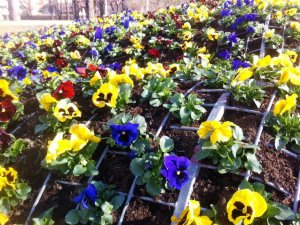 Siguldas novadā krāšņi zied atraitnītes