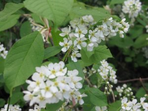 Šonedēļ Siguldas novadā – 