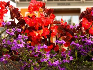 Šonedēļ Siguldas novadā: Jura Zīles izstādes atklāšana, sporta sacensības un orķestra koncerts Turaidā