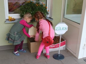 Bērnudārza „Ieviņa” bērni, vecāki un darbinieki vāc zīles dzīvniekiem