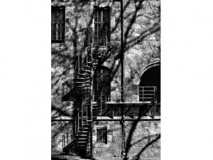 Aicina uz izstādes „Koki un gaisma pilsētā” atklāšanu 