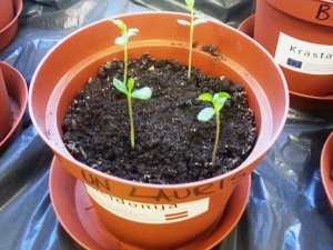 Laurenču sākumskolas skolēni piedalās projektā „Dārznīca”