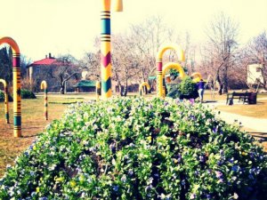 Siguldā uzzied pirmās pavasara puķes