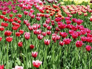 Siguldas novada Kultūras centrā šajā nedēļas nogalē apskatāma tulpju izstāde