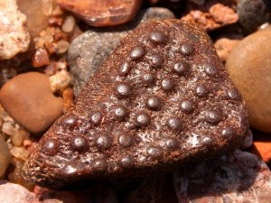 Dabas koncertzālē Gaujas senielejā skanēs bruņuzivs stāsti (VIDEO)