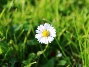 Nacionālo bruņoto spēku orķestris aicina uz sieviešu dienas koncertu