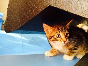 Aicina atsaukties kaķēna īpašniekus