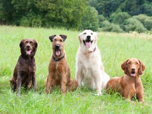 Aktuāla informācija suņu īpašniekiem