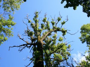 Par ošu slimības izplatību Gaujas Nacionālā parka teritorijā