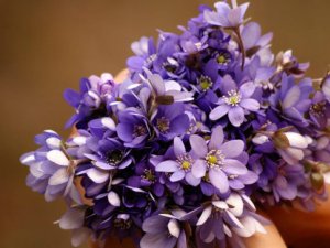 Šonedēļ Siguldas novadā – deju kolektīva „Sidrabdancis” jubileja, koncerti, skates un sports