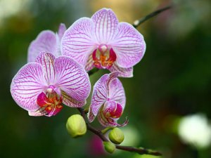 Siguldiešu ģimenē piedzimuši trīnīši 