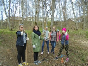 Siguldas pilsētas vidusskolas skolēni sakopj Gaujas krastu