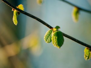 Šonedēļ Siguldas novadā – grupas „Framest” koncerts, Mātes diena, amatierteātris un sports