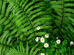 Līgo nakts Siguldas pilsdrupu estrādē