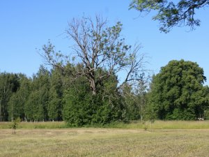 Siguldas novada pašvaldība aicina pieteikties dendrologus – ekspertus bīstamo ošu apsekošanai