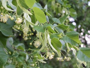 „Sprīdīša skolas” liepziedu laika radošās darbnīcas Morē