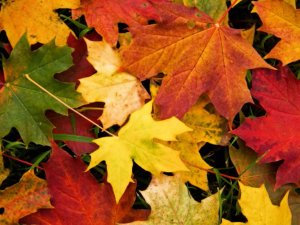 Aicina pieteikties tirdzniecībai Rudens gadatirgū