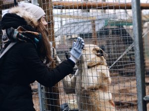 Siguldas Valsts ģimnāzijas skolēni palīdz dzīvnieku patversmē „Ulubele”