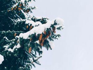 Gada nogales pasākumi Morē