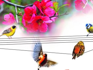 Notiks vokālo ansambļu festivāls „Mēs dziedam Siguldai”