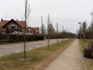 Tiek atjaunoti kokaugu stādījumi pilsētā