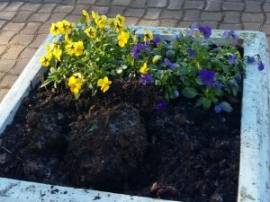 No pilsētas puķu dobēm un ziedu kastēm izzagti vairāki simti atraitnīšu stādu