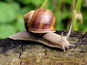 Notiks koncerts „Gliemeža ceļojums”