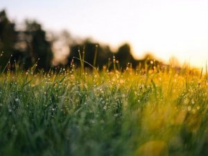 Turpinās „LIFE Grasservice” projekta aktivitātes