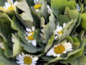 Siguldas novada pašvaldības darba laiks Līgo svētkos un Jāņos