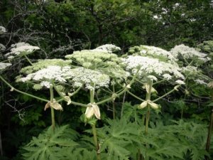 Pašvaldība zemju īpašniekus aicina iznīcināt latvāni