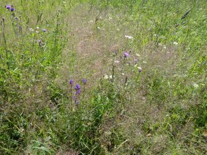 Allažu pamatskolas skolēni iesaistās vides projektā