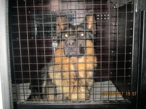 Pašvaldības policija patversmē nogādājusi klaiņojošu suni