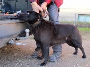 Pašvaldības policija patversmē nogādājusi Allažos klaiņojošu suni