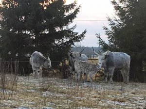 Sociālās aprūpes centrs „Allaži” ievieš dabīgas saimniekošanas principus 