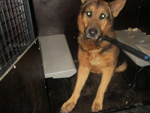 Patversmē nogādāts Gaujas ielā klaiņojošs suns