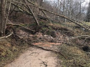 Slapjā laika dēļ izveidojies noslīdenis Gaujas senlejā pie Gūtmaņalas