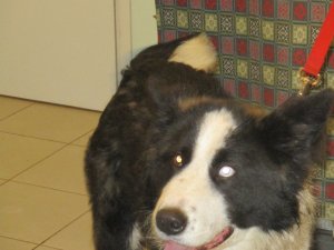 Patversmē nogādāts suns, aicina atsaukties saimnieku