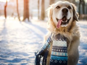 Pašvaldības policija pastiprināti kontrolēs suņu īpašnieku pienākumu ievērošanu