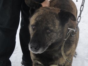 Patversmē nogādāts suns, aicina atsaukties saimnieku