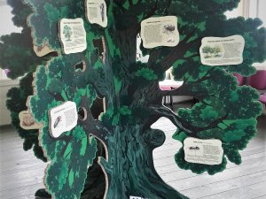 Aicina iepazīt dabas vērtības izstādē „Dzīvība kokā”