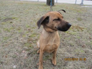 Patversmē nogādāts Allažu pagastā pieklīdis suns