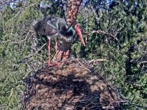 Iespēja tiešraidē vērot melnā stārķa ligzdu Siguldas novadā