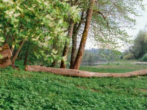 Aicina uz semināru par kokiem pilsētā un to kopšanu