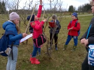 Allažu skolēni pēta dabu Kalsnavas arborētumā